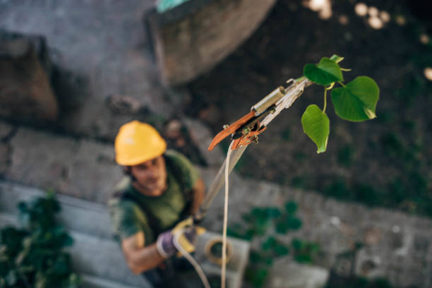 Why Choose Our Tree Removal Services in Edmundson, MO?