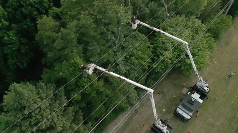 Edmundson, MO  Tree Services Company